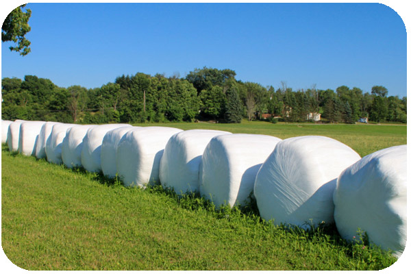silage film